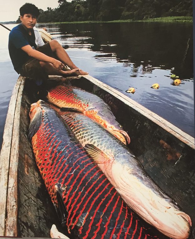 Fotografía 4. Pesca del Paiche en la amazonia peruna. (Fotografía Atlas de la Amazonia Peruana)